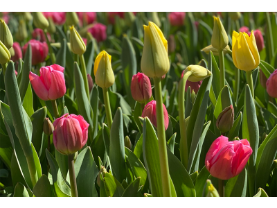 Bloembollen planten in een bloemenbed