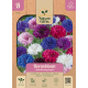 Korenbloem Dubbelbloemig mengsel