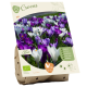 Bio Crocus Mix per 15