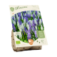 Bio Muscari mix per 20