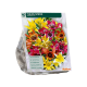 Gemengde Specie Tulpen per 40