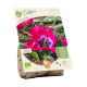 Bio Tulipa Little Beauty per 7