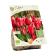 Bio Tulipa Red Impression per 5