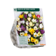 Gemengde Botanische Crocussen per 60