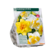 Dubbelbloemige Narcissen per 15