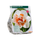 Dubbelbloemige Narcissen Replete per 10