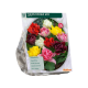 Dubbelbloemige Tulpen per 15