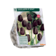 Zwarte Tulpen per 10