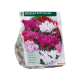 Wilde Boscyclamen per 5