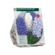 Geurende Hyacinten Blauw per 9