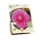 Dahlia Sandra per 1