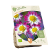 Dahlia Topmix Sweetheart