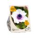 Flower my life Anemones