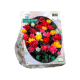 Dubbelbloemige Tulpen per 25