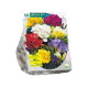 Freesia Mix dubbelbloemig