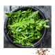 Rucola