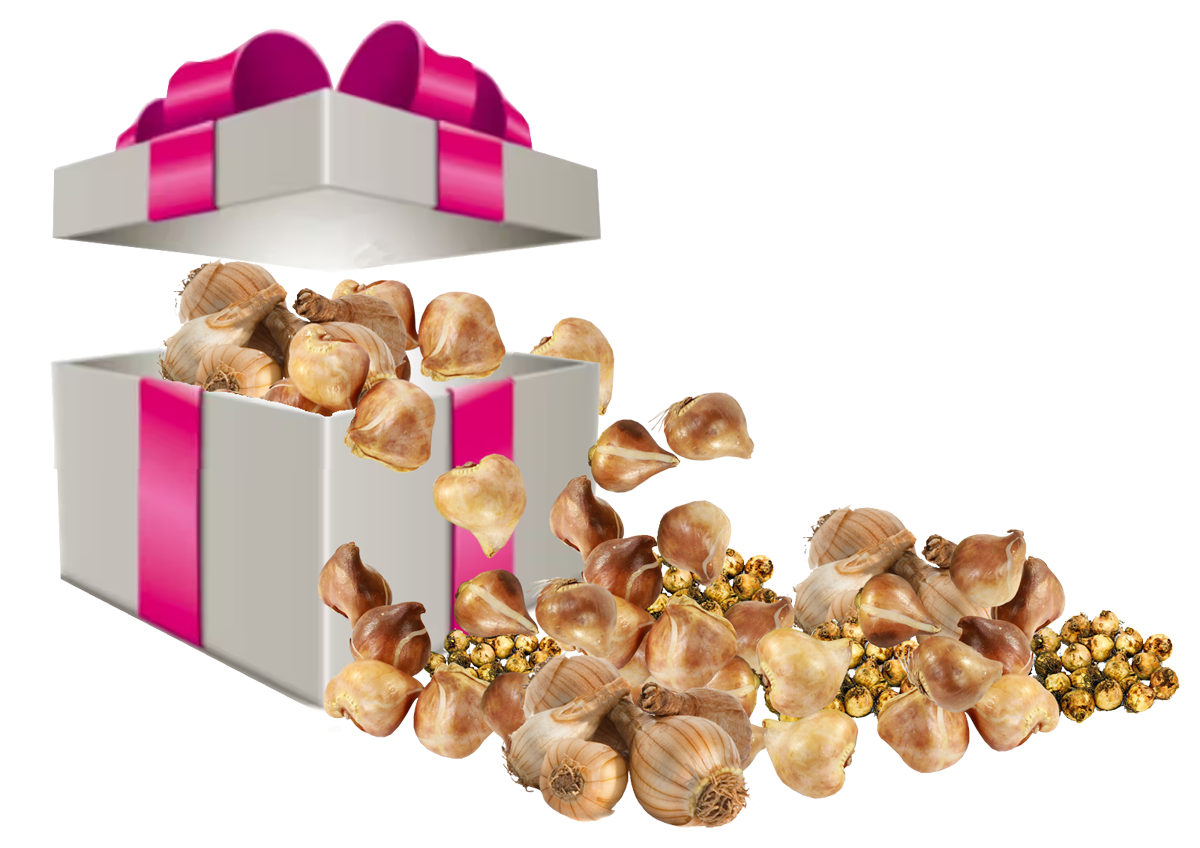Cadeau vanaf &euro; 1.000,- verkoop